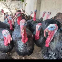 فروش دوعدد بوقلمون نر یک ساله