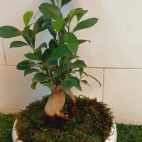 گل یوکا بنسای آگلونما پتوس لیراتا فیکوس آلتیسما|گل و گیاه طبیعی|قم, سنگ بند|دیوار