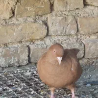 ماده زرد پرتقالی|پرنده|سپیدان, |دیوار