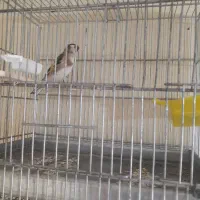 سهره