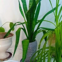 استند با گل و گلدان|گل و گیاه طبیعی|تبریز, |دیوار