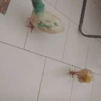 دو عدد جوجه ۲ ماهه سر حال