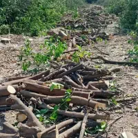 برش انواع چوب خرید چوب