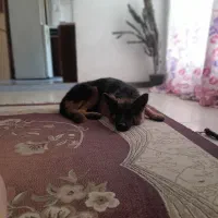 سگ ژرمن شیپر|سگ|هشتگرد, مدرس|دیوار