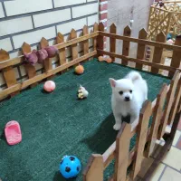 پامر اشپیتز ماده|سگ|کاشان, امیرکبیر|دیوار