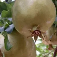 اجاره باغ انار شیرین