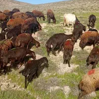 میش بره دار