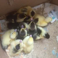 جوجه اردک اسرائیلی