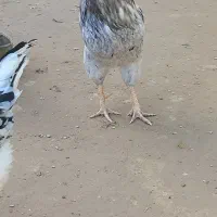 خروس طوسی چهل تاج