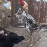 مرغ و خروس لاری|حیوانات مزرعه|محمدشهر, ولدآباد|دیوار
