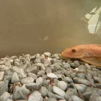 فروش اکواریوم|ماهی|ساری, |دیوار