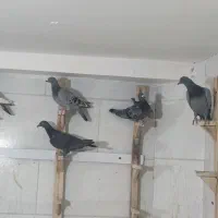 پرنده