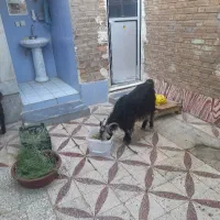 ۲تا بز ماده