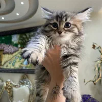 واگذاری گربه