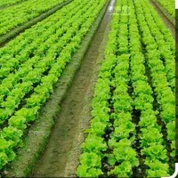 زمین کشاورزی