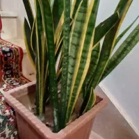 دوعدد گل سانسوریا‌ ویکی لب طلا دیگری ساده