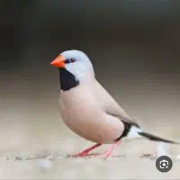 فنچ کراواتی