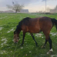 اسب مادیون با کره پنج ماهه نریون|اسب و تجهیزات اسب‌سواری|سیلاخور, |دیوار