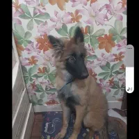 ماده سگ ژرمن