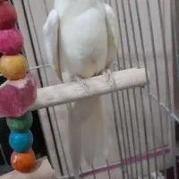 عروس هلندی نرباقفس ولوازم