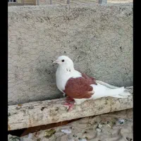 پرنده|پرنده|لردگان, |دیوار