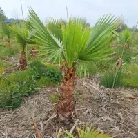 باغچه ای فضای سبز گل بیرون|گل و گیاه طبیعی|سیاهکل, |دیوار