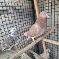 کبوتر زردی|پرنده|تهران, صادقیه|دیوار