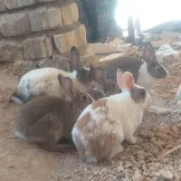 خرگوش