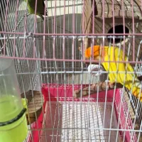 طوطی برزیلی