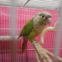 یک جفت گرینچیک مولد سرحال|پرنده|رضویه, |دیوار