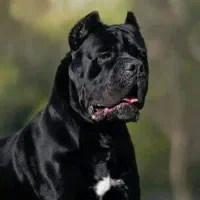 نیازمند سگ برای نگهبانی