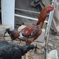 خروس