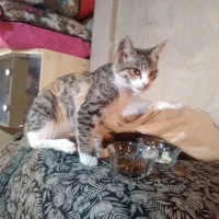 واگذاری رایگان بچه گربه ماده ۳ ماهه