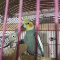 معاوضه با ملنگو نر بالغ