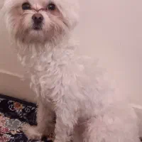 فروشی  نر۷.۸ماهه