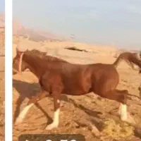 اسب عرب در ملکشاهی|اسب و تجهیزات اسبسواری|گچی, |دیوار