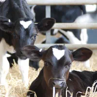 فروش گوساله شیری و قطع شیر درجه یک یک|حیوانات مزرعه|تهران, شهرآرا|دیوار