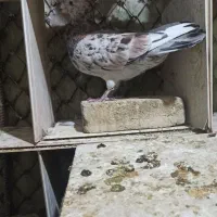 دو عدد نر|پرنده|خرم‌آباد, |دیوار