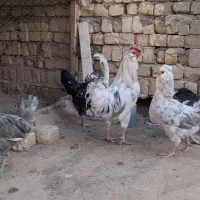 مرغ خروس گلین فول|حیوانات مزرعه|شاهین‌شهر, شهرک پردیس|دیوار