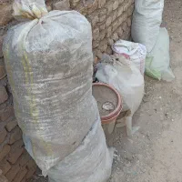 کود کبوتر