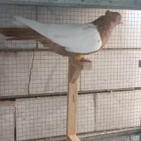 بهبهانی سینه زرد