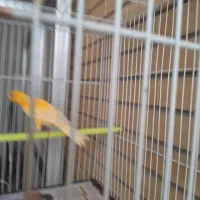 قناری|پرنده|مشهد, استاد یوسفی (شهرک غرب)|دیوار