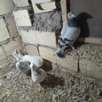 کبوتر|پرنده|بم, |دیوار