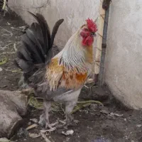 تعدادی خروس بالغ و خوشرنگ گلین و لاری و غاز نر