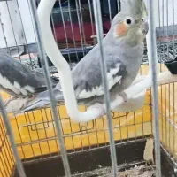 جفت عروس هلندی