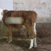 گوساله سیمنتال قرمز