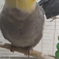 دوتا طوطی عروس نر|پرنده|رشت, سیا اسطلخ|دیوار