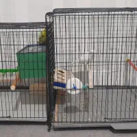 مرغ عشق . طوطی برزیلی . قفس