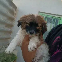 توله سگ شیتزو تریر