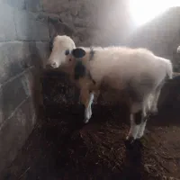 دوتا گوساله دورگه یکی نر یکی ماده چهار ماهه|حیوانات مزرعه|هوراند, |دیوار